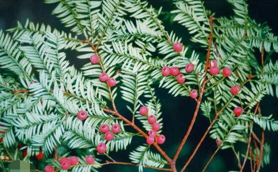 红豆杉的花语是什么，红豆杉代表着高雅、思念之情