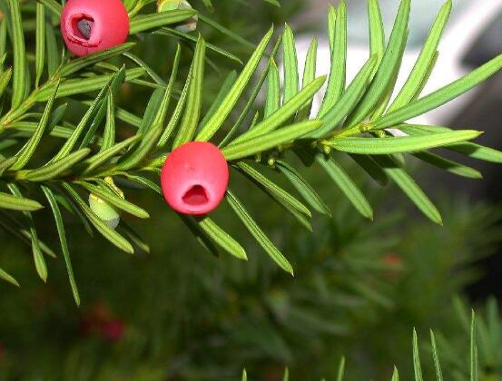 红豆杉的花语是什么，红豆杉代表着高雅、思念之情