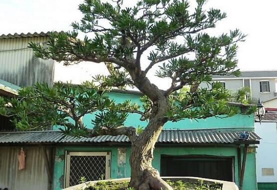 罗汉松怎么修剪,罗汉松修剪方法