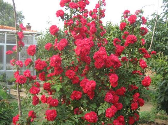 玫瑰花有毒吗,玫瑰花可以在室内养吗