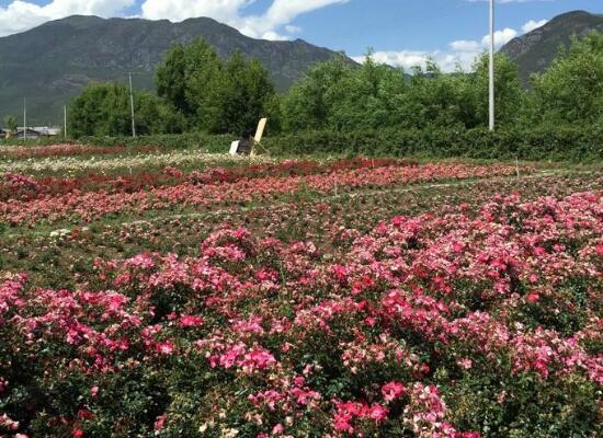 玫瑰花的花语是什么，玫瑰花象征着美丽的爱情