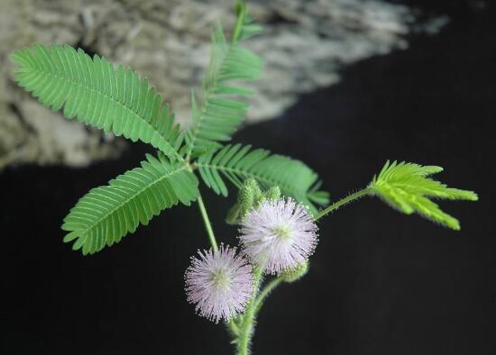 含羞草可以水培吗，含羞草水培养殖方法