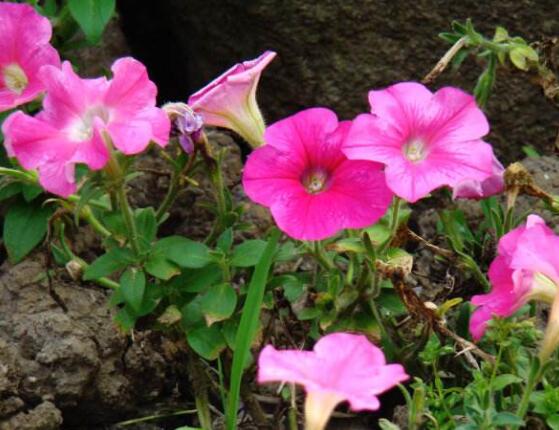 牵牛花怎么浇水,牵牛花浇水方法