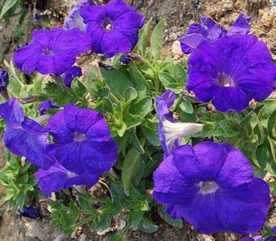 牵牛花怎么浇水,牵牛花浇水方法