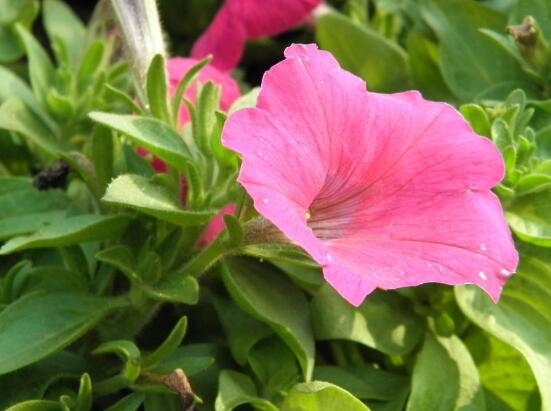 牵牛花怎么浇水，牵牛花浇水方法