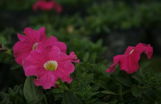 牵牛花怎么修剪，牵牛花修剪方法