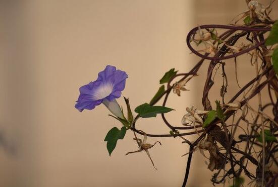 牵牛花的花语是什么，牵牛花代表着爱情、冷静、虚幻、爱情永固