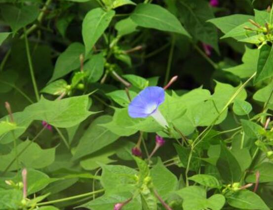 牵牛花什么时候开花，牵牛花在每年6-10月开花