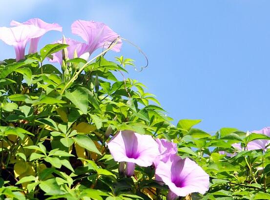 牵牛花什么时候开花，牵牛花在每年6-10月开花