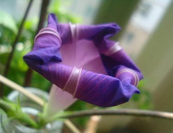 牵牛花可以水培吗,牵牛花水培方法