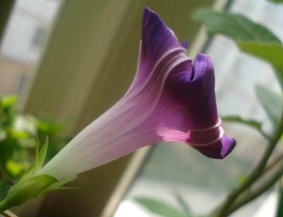 牵牛花可以水培吗,牵牛花水培方法