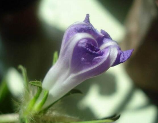 牵牛花可以水培吗,牵牛花水培方法