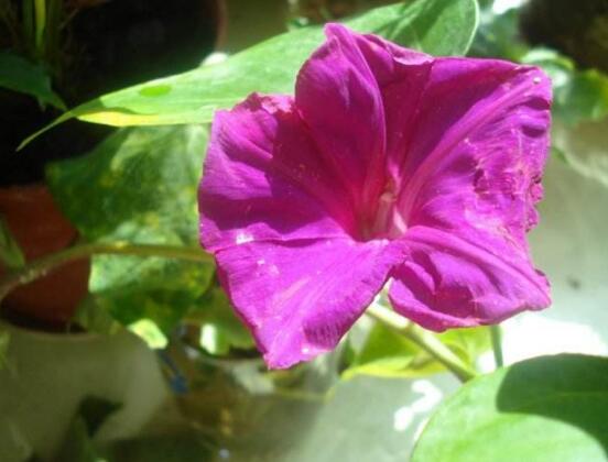 牵牛花可以水培吗,牵牛花水培方法