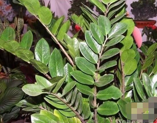 金钱树的花语是什么,代表着招财进宝、荣华富贵