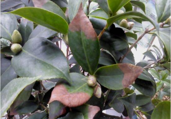 山茶花叶子发黄是什么原因	，茶花是喜欢酸性土壤的植物，</p><p><img lang="c54ae4" alt=