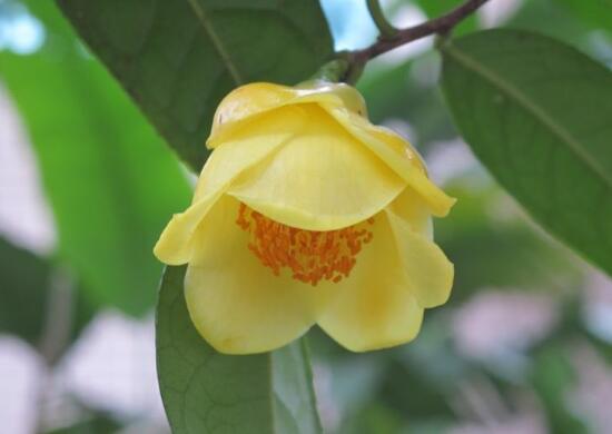 山茶花叶子发黄是什么原因，还可以合理施加叶面肥，茶花叶子发黄怎么办