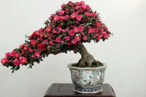 茶花怎么修剪，茶花的修剪方法图解