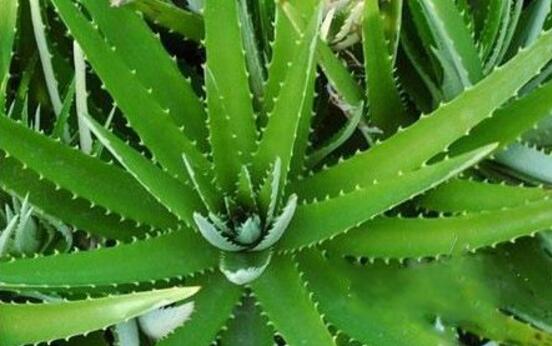 芦荟有毒吗,芦荟可以放在卧室吗