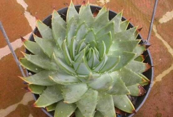 芦荟有毒吗,芦荟可以放在卧室吗