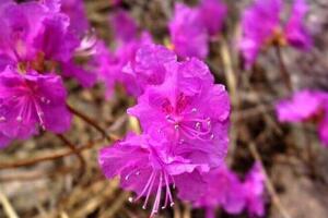 杜鹃花花期多长时间，杜鹃花一年开几次花