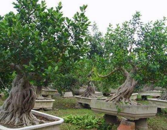 榕树烂根怎么办,榕树烂根解决办法