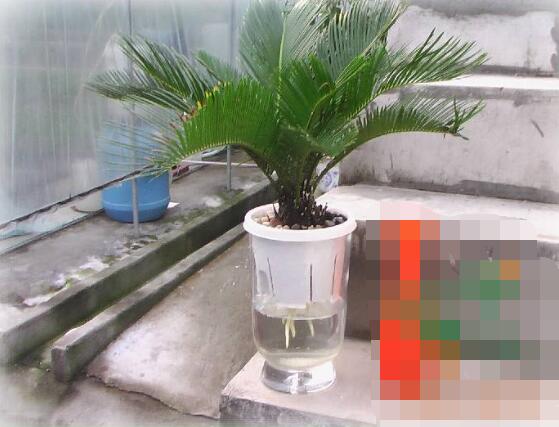铁树可以水培吗,铁树水培方法