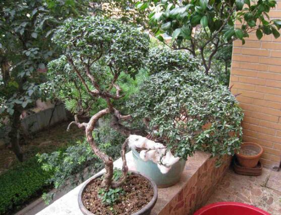 六月雪花怎么施肥,六月雪花施肥方法