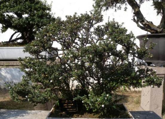 六月雪花怎么施肥,六月雪花施肥方法