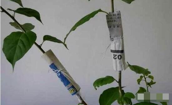 六月雪怎么繁殖,六月雪三大繁殖方法
