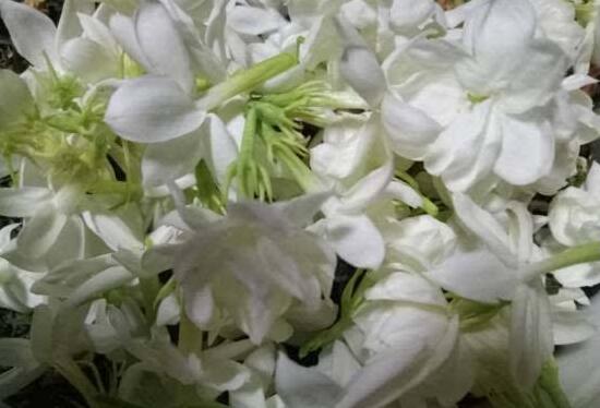 茉莉花花期多久,茉莉花花期长达半年(5-10月)