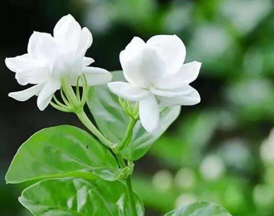 茉莉花花期多久,茉莉花花期长达半年(5-10月)