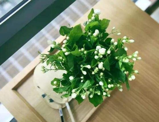 茉莉花花期多久,茉莉花花期长达半年(5-10月)