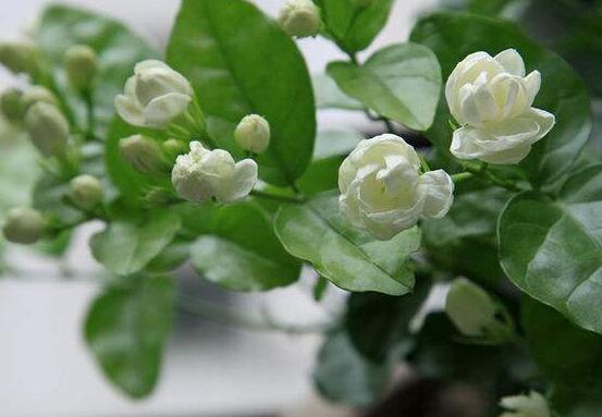 茉莉花可以水培吗,茉莉花水培方法
