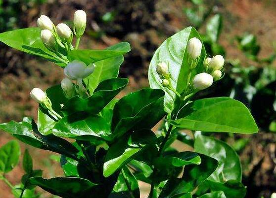 茉莉花可以水培吗,茉莉花水培方法