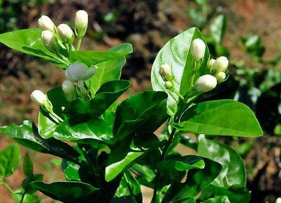 茉莉花可以水培吗，茉莉花水培方法