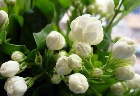 茉莉花可以水培吗,茉莉花水培方法