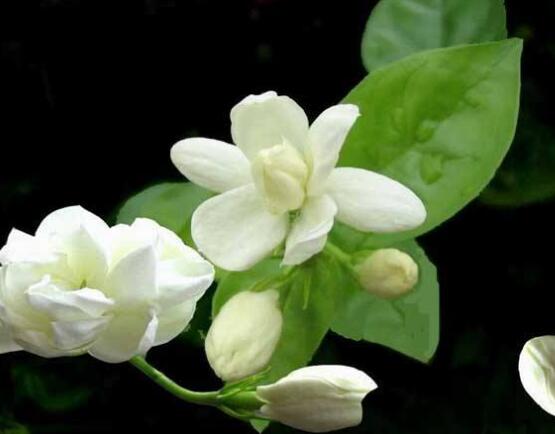 茉莉花可以水培吗,茉莉花水培方法