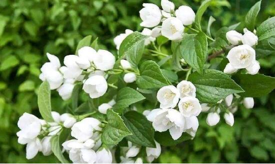 茉莉花的花语，茉莉花花语代表着你是我的