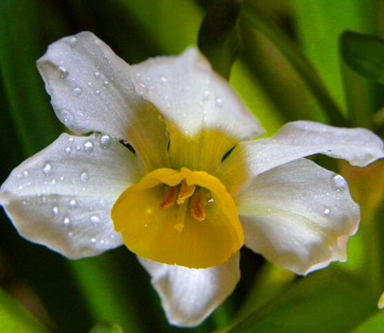 水仙花可以四季水培吗，水仙花水培方法