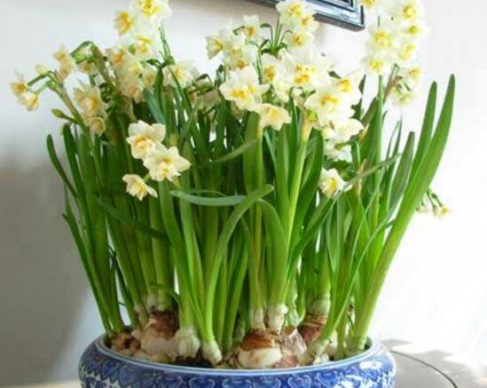 水仙花可以四季水培吗,水仙花水培方法