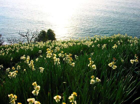 土培水仙花怎么浇水，土培水仙花浇水方法