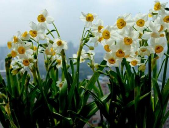 土培水仙花怎么浇水，土培水仙花浇水方法