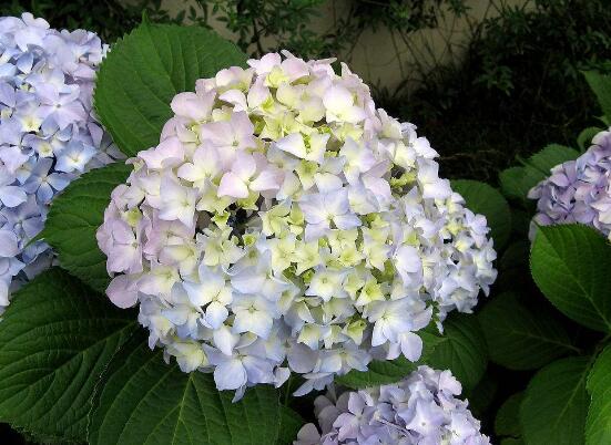 绣球花花期多久,花开花谢持续25天(6-8月开花)