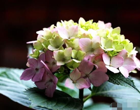 绣球花花期多久,花开花谢持续25天(6-8月开花)