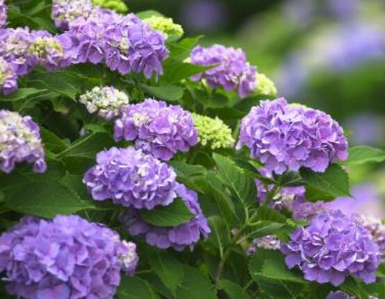 绣球花花期多久,花开花谢持续25天(6-8月开花)