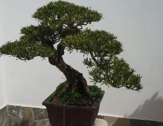 罗汉松花期,罗汉松花期为一个月(5月份开花)