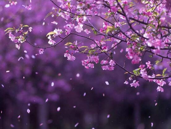 海棠花怎么浇水,海棠花浇水方法