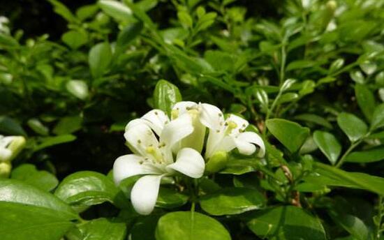 九里香花语是什么，九里香花的寓意象征爱情