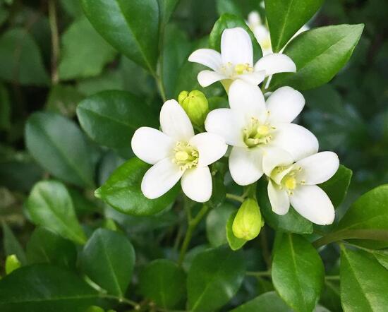 九里香花语是什么，九里香花的寓意象征爱情