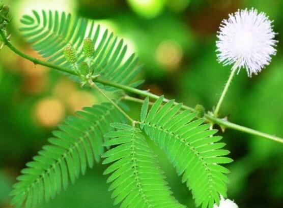 含羞草怎么浇水,含羞草浇水方法